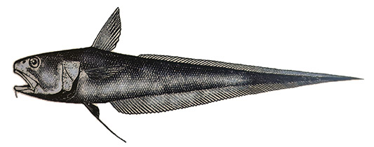 Coryphaenoides leptolepis_21422